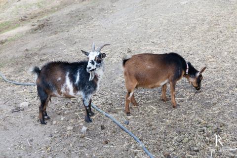 Iron Ranch