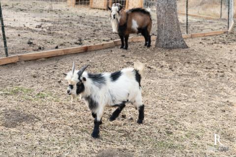 Iron Ranch