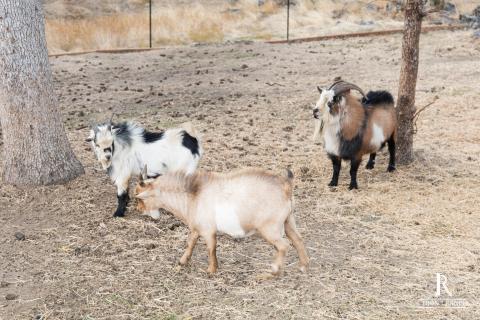 Iron Ranch
