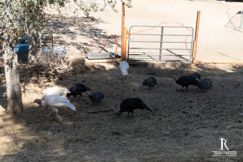 Iron Ranch